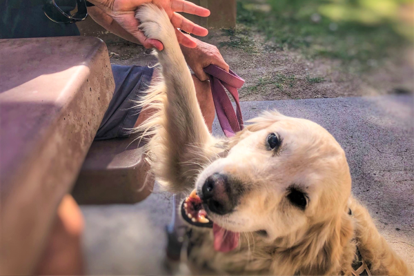 A smiling golden retriever gives a high-five to a person off frame.