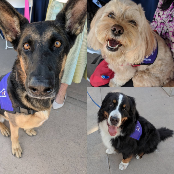 collage of dog volunteers as Gabriel's Angels