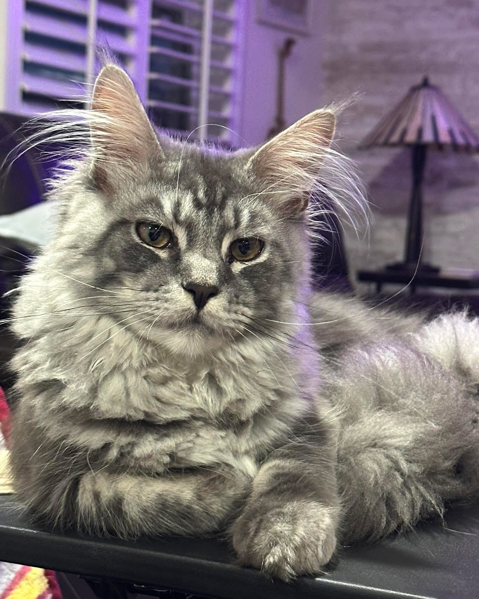 a fluffy cat sitting in a stroller