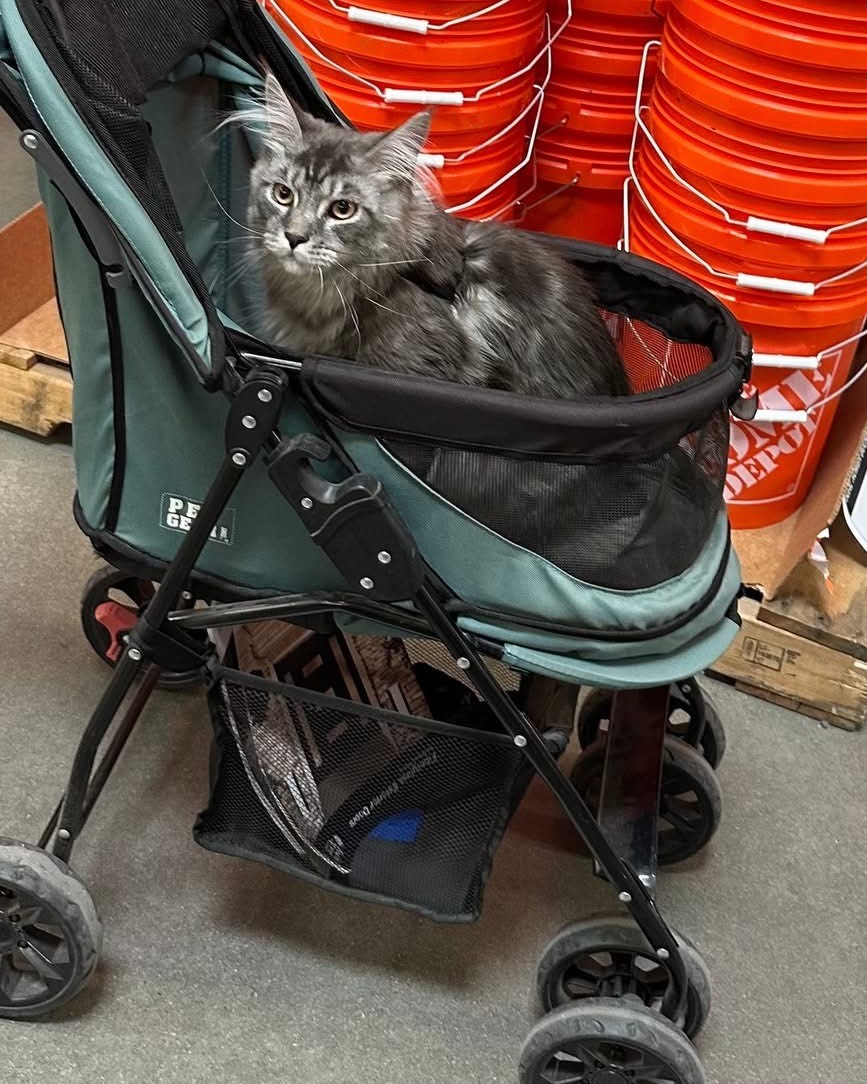 a fluffy cat sitting in a stroller